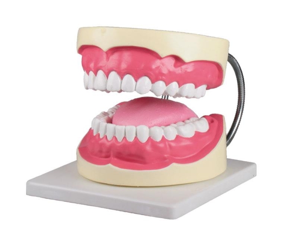 (D216) Oral Hygiene Model 3 times life size