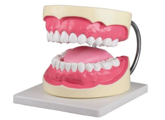 https://jayakelana.co.id/uploads/product/-d216-oral-hygiene-model-92598cdedd7ab29_cover.jpg