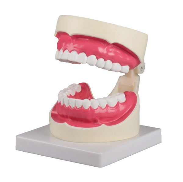 (D217) Oral Hygiene Model 1.5 times life size