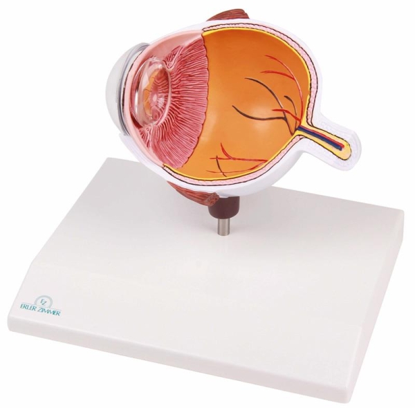 (F50) Eye Half, Enlarged - EZ Augmented Anatomy