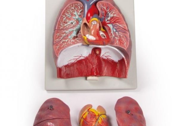 https://jayakelana.co.id/uploads/product/-g115-lungs-heart-and-38020d3548a949b_cover.jpg