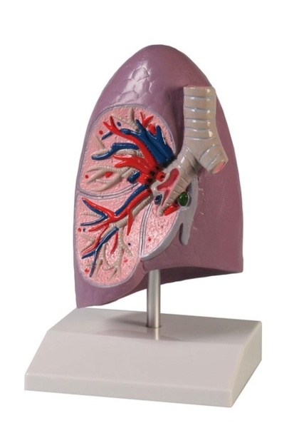 (G253) Lung Half, life size - EZ Augmented Anatomy