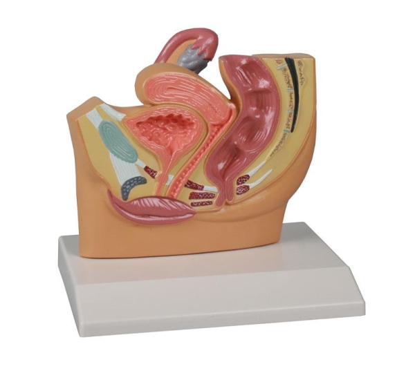 (H220) Female Pelvis Section, reduced size - EZ Augmented Anatomy