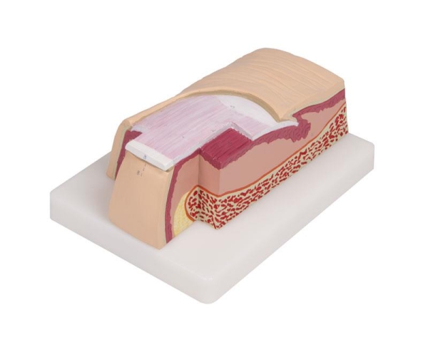 (J60) Nail Model, 5 times full size