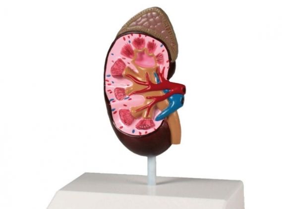 https://jayakelana.co.id/uploads/product/-k212-kidney-model-life-51850a577c0f904_cover.jpg
