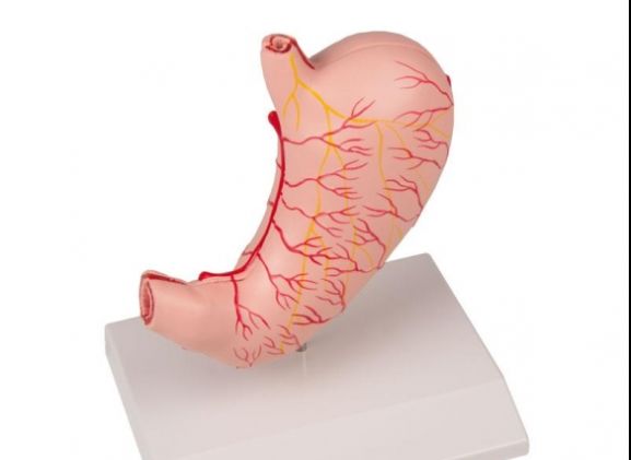 https://jayakelana.co.id/uploads/product/-k215-stomach-life-size--48435fea7fda588_cover.jpg