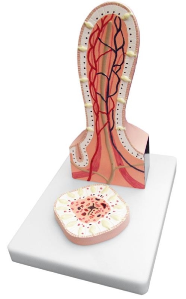 (K490) Villus Enlarged, 2-parts