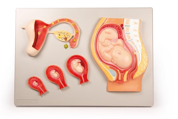 (L101) Fetal Development