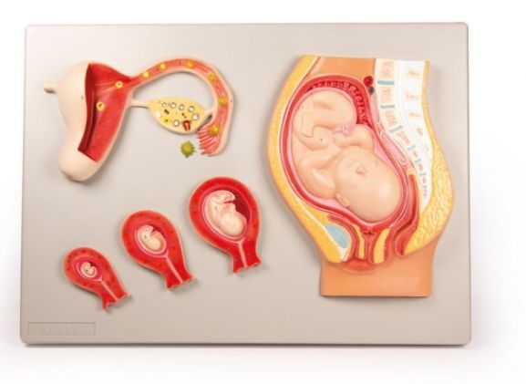 https://jayakelana.co.id/uploads/product/-l101-fetal-development-985412c36eed87f_cover.jpg