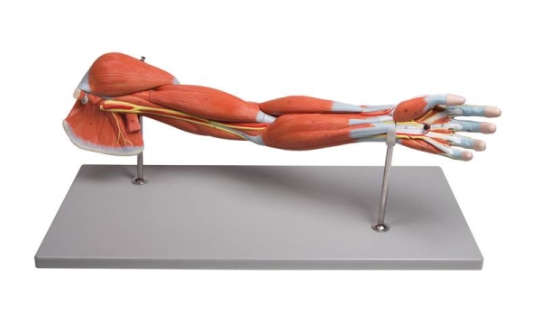 (M211) Arm Muscles, 7-part