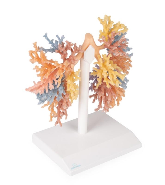 (MP1690) Bronchial Tree