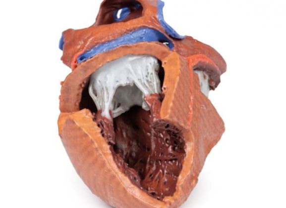 https://jayakelana.co.id/uploads/product/-mp1715-heart-internal-structures-38792208a973a09_cover.jpg