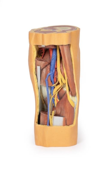 (MP1820) Popliteal Fossa Distal Thigh and Proximal Leg