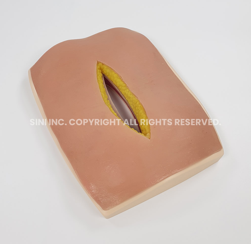 (S-AFS-01) Abdominal Fascia Suture Trainer