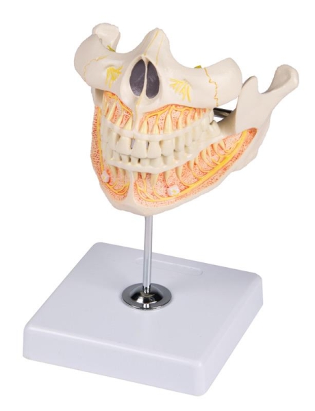 (V181) Permanent Teeth Model