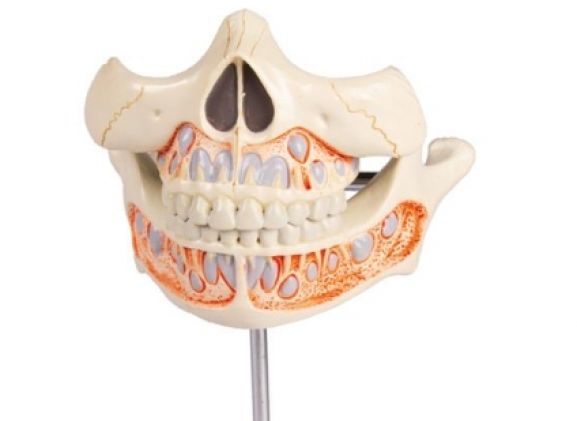 https://jayakelana.co.id/uploads/product/-v182-decidous-teeth-model-365792990e68a8c_cover.jpg