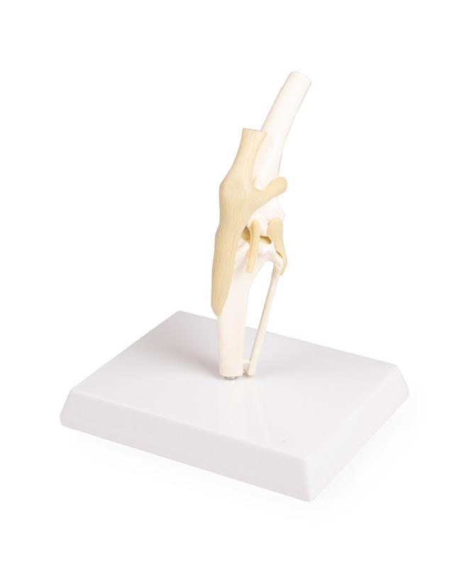 (VET1050) Canine Knee