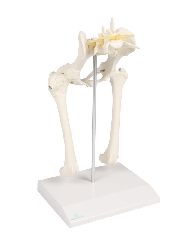 (VET1060) Canine Hip