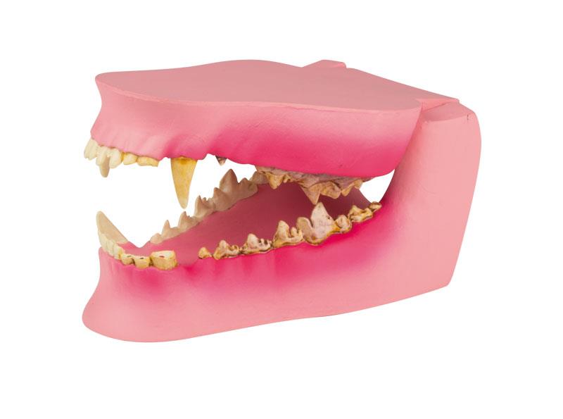 (VET1194) Canine Jaw Healthy/Diseased