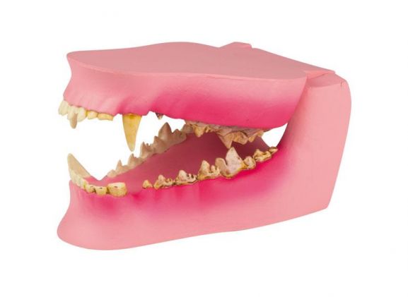https://jayakelana.co.id/uploads/product/-vet1194-canine-jaw-healthy-diseased-2576665682ec3f9_cover.jpeg