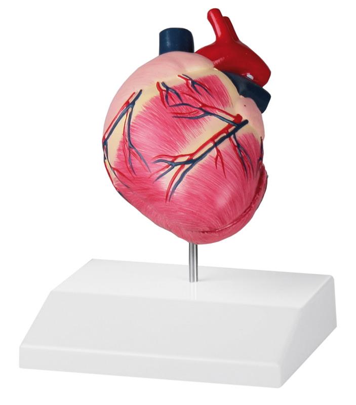 (VET1250) Canine Heart, life size