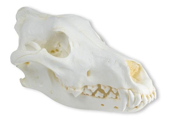 https://jayakelana.co.id/uploads/product/-vet2025-skull-wolf-canis-789558f3d549373_cover.jpeg