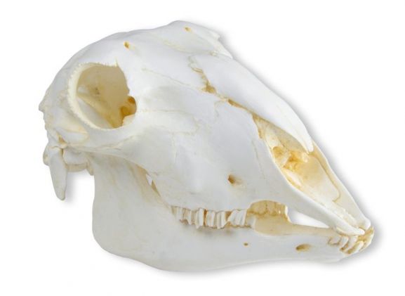 https://jayakelana.co.id/uploads/product/-vet2030-skull-domestic-sheep--71659c45ce35031_cover.jpeg