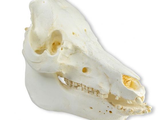https://jayakelana.co.id/uploads/product/-vet2035-skull-domestic-pig-51963d098fd3316_cover.jpeg