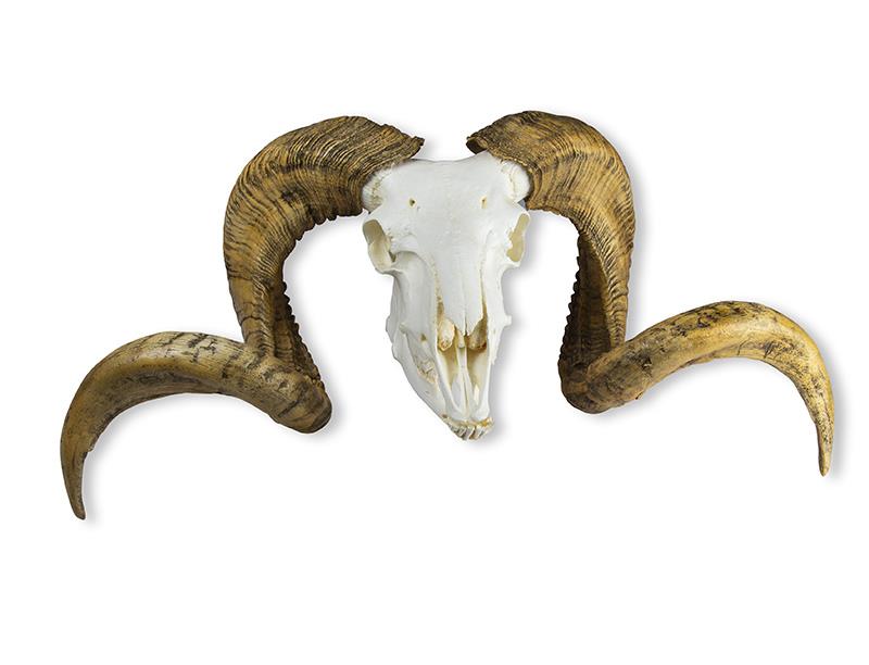 (VET2040) Skull and Horn Merino Sheep Ram (Ovis aries)