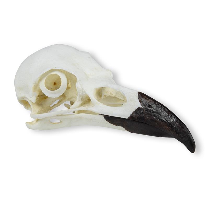 (VET2055) Skull, Raven (Corvus corax)