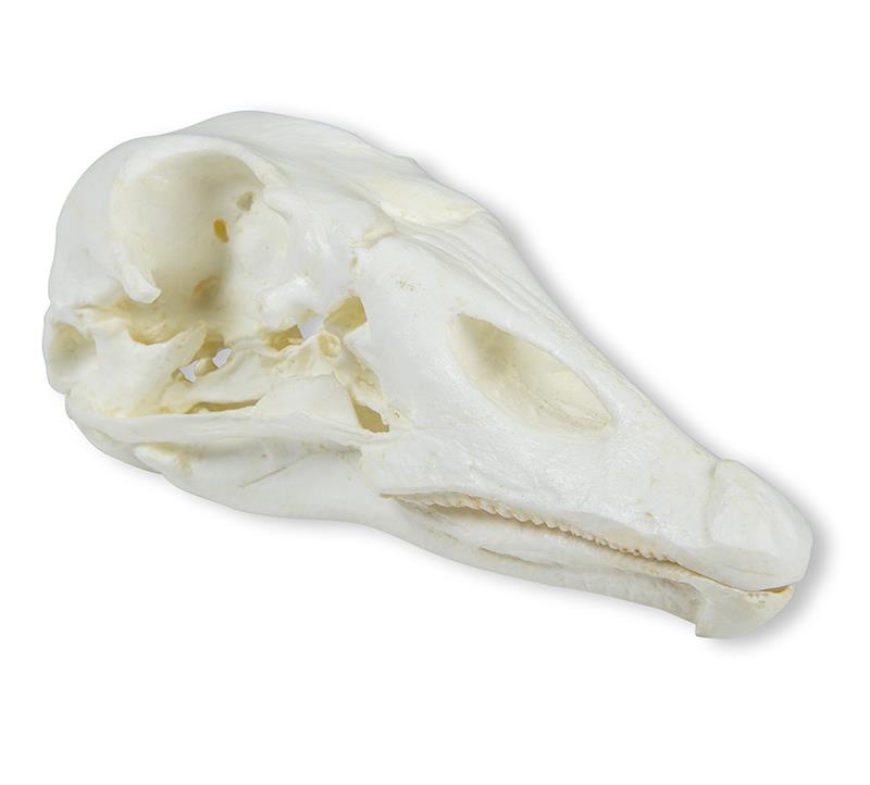 (VET2065) Skull, Domestic Goose (Anser spec.)