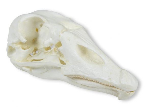 https://jayakelana.co.id/uploads/product/-vet2065-skull-domestic-goose-4988135aa8670b8_cover.jpeg
