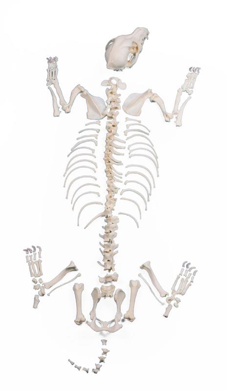 (VET3010) Dog Skeleton, Unassembled, middle size dog