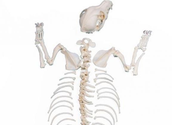 https://jayakelana.co.id/uploads/product/-vet3020-dog-skeleton-unassembled--650565185685adc_cover.jpeg