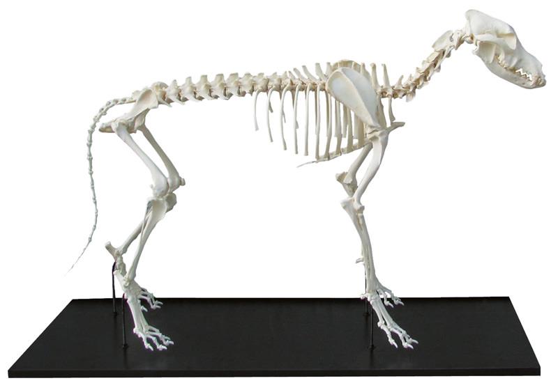 (VET3050) Dog Skeleton, Assembled, big size dog