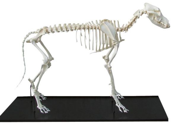 https://jayakelana.co.id/uploads/product/-vet3050-dog-skeleton-assembled--15054605247a09c_cover.jpeg