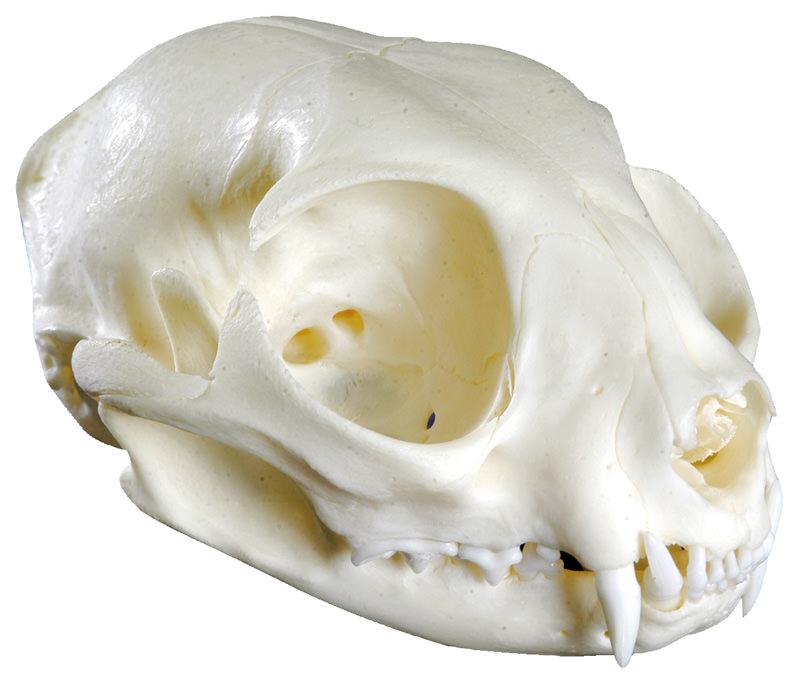 (VET3090) Cat Skull (Felis catus, replica)