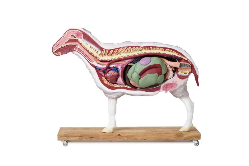 (VET3310) Sheep Model, 12 parts, 2/3 life size 