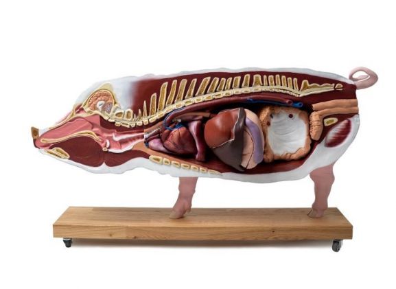 https://jayakelana.co.id/uploads/product/-vet3320-didactical-pig-model--7419904d3e31b87_cover.jpg