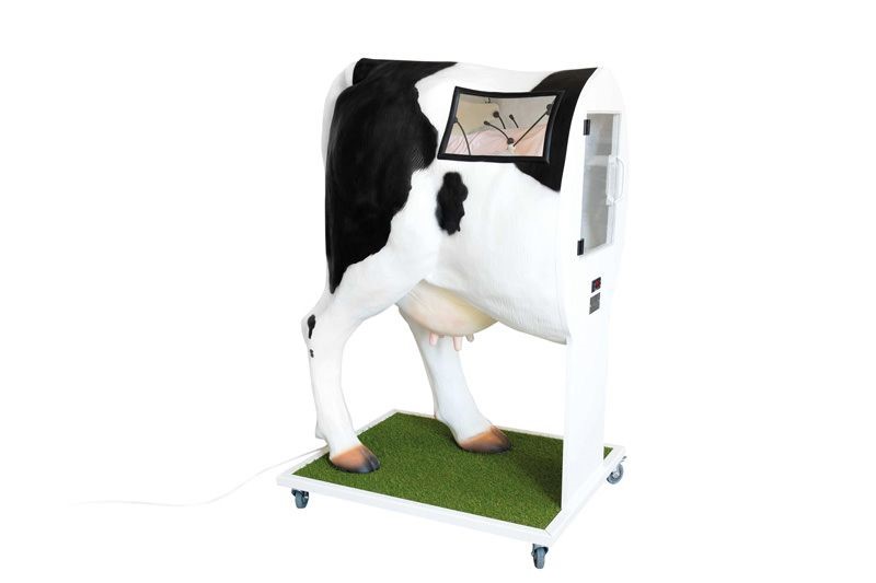 (VET3400) Advanced Simulator for Artificial Insemination (AI) of The Cow
