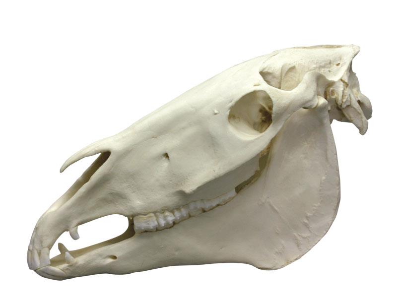 (VET4350) Horse Skull