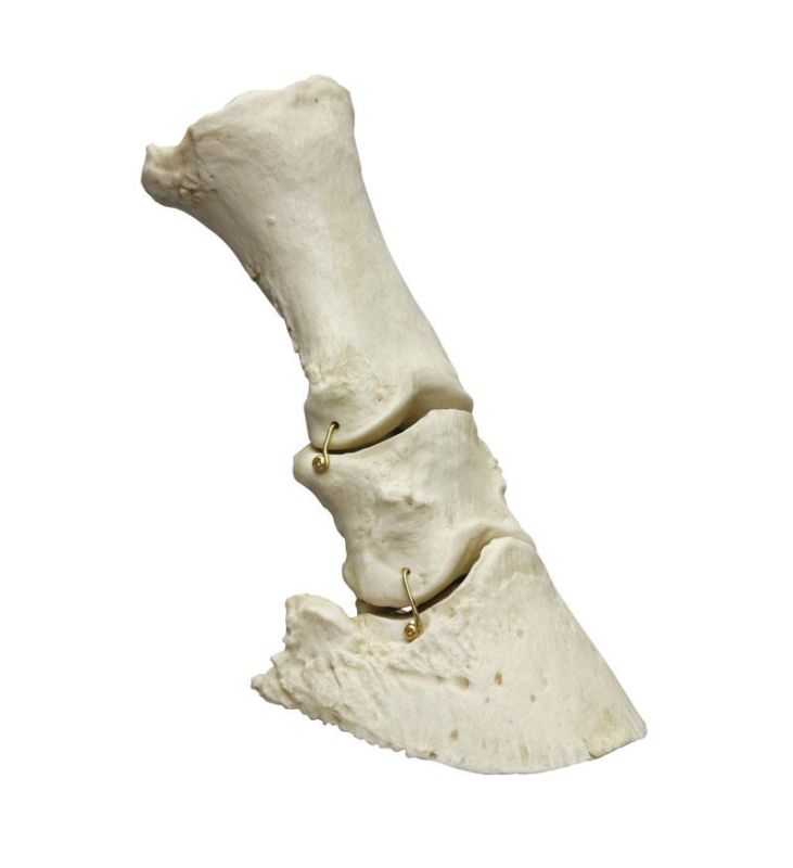 (VET4360) Horse Foot, flexible