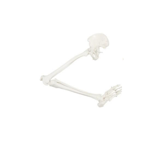 A-105181 AXIS SCIENTIFIC LEG SKELETON 