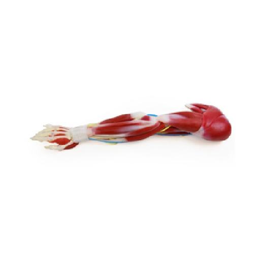 (102385) SILICONE ARM LEFT 