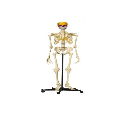 (A200.5) ANATOMICAL MODEL - SKELETON WITH COLOURED SNAP SKULL 