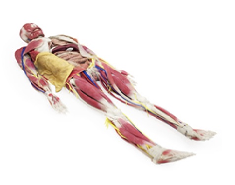 (101200) SYNDAVER ANATOMY MODEL FEMALE 