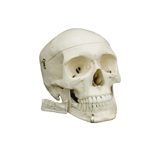 (A220) ANATOMICAL MODEL - HUMAN SKULL 