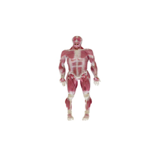 (101450) SYNDAVER MUSCULOSKELETAL MODEL MALE 