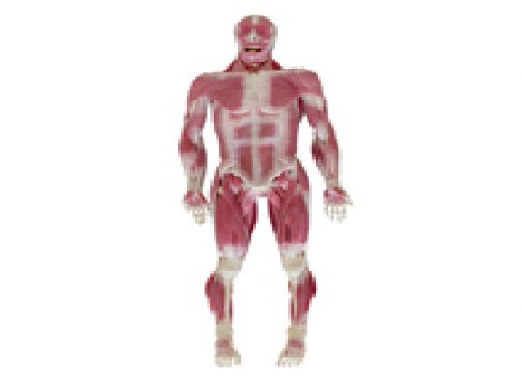 https://jayakelana.co.id/uploads/product/model-musculoskeletal-syndaver-pria-67587f8e5b76cf9_cover.png