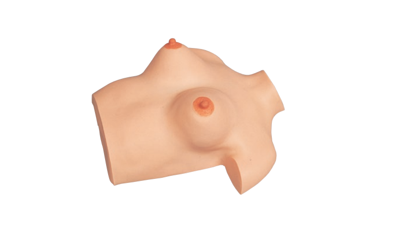 (M114-1) MAMMA SIMULATOR - BREAST MASSAGE MODEL 